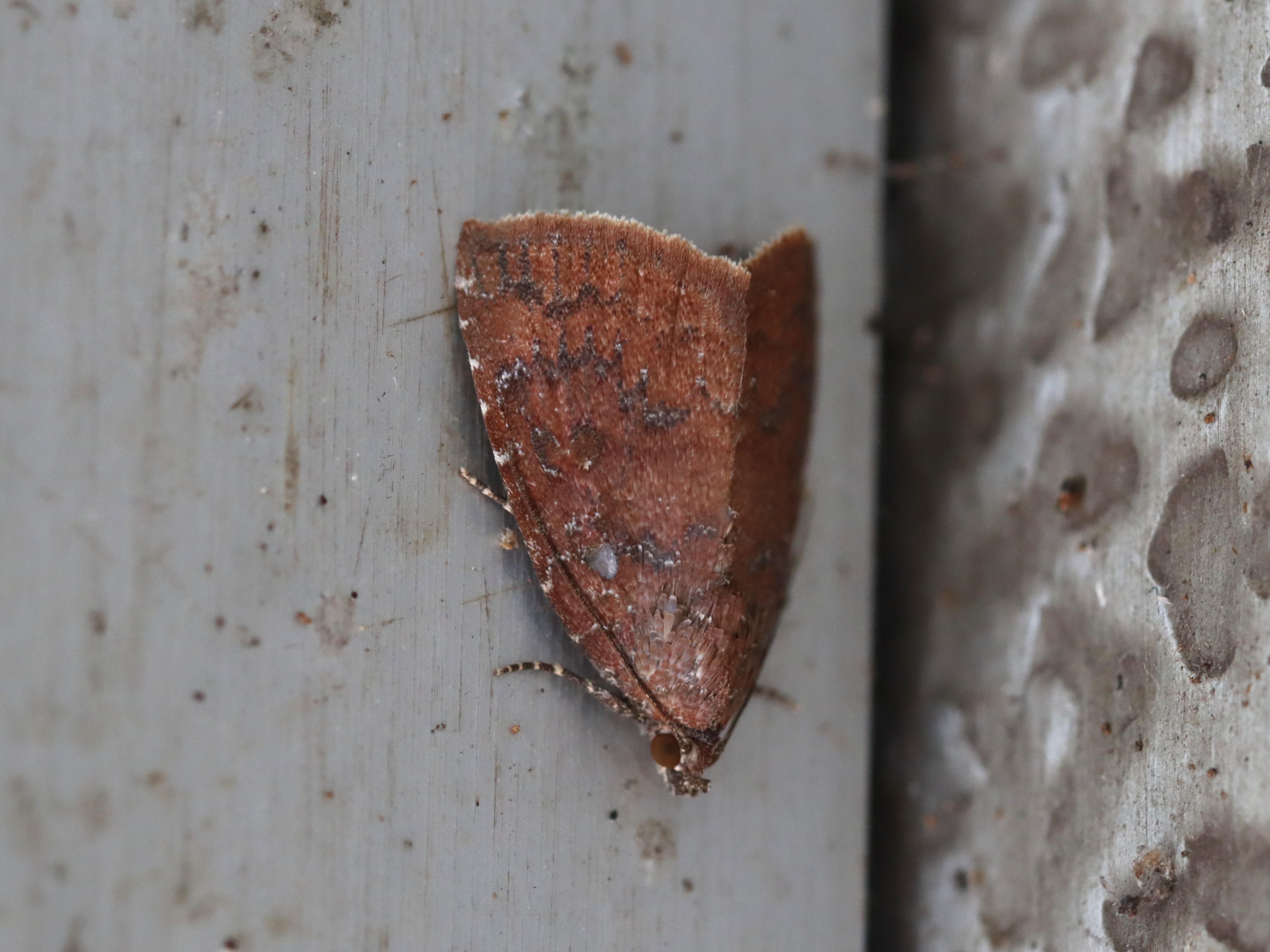 マドバネサビイロコヤガ